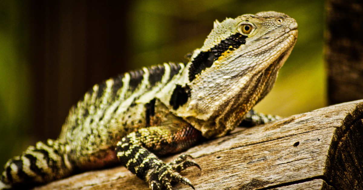 Getting to know the local wildlife Water Dragons in and around State